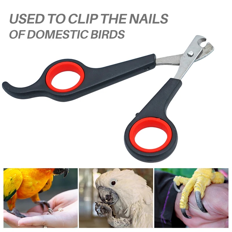 12cm 애완용 앵무새 발톱 가위 강아지 고양이 발톱  - Grooming Scissors 리뷰 및 가격